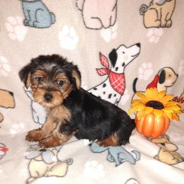 Tori - Black and tan female Yorkshire Terrier puppy in Lapeer, Michigan from Puppy Kisses