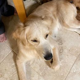 Marii - Golden Retriever