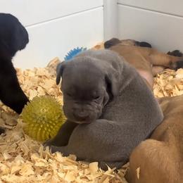 Orange Collar - Gray female Cane Corso puppy in Chesapeake, Virginia from 948 Cane Corso