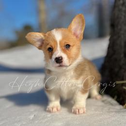 Braford - Red male Pembroke Welsh Corgi puppy in Benton, Arkansas from High Cotton Corgis