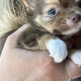 Chihuahua Puppies from Home Grown Chihuahuas From Iowa