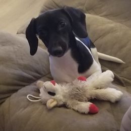 Quake - Dachshund
