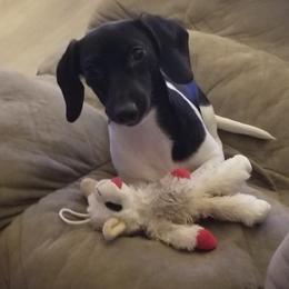 Quake - Dachshund