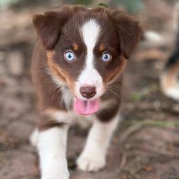 Red tri 1 - Red tri-color female Miniature American Shepherd puppy in Osco, Illinois from Sonnenhügel Kennel, LLC
