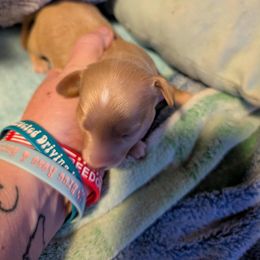 Cream girl 2 - Cream female Dachshund puppy in Madisonville, Tennessee from LaRose Farm & Kennels