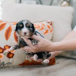 Chai - Merle male Bernedoodle puppy in Murray, Utah from Sun Valley Doodles