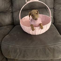 Dachshund Puppies from Weenie Land Miami