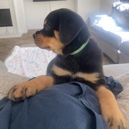 Rottweiler Puppies from GrowlHausRotts