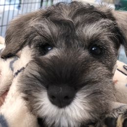 Miniature Schnauzer Puppies from MoonShadows Miniature Schnauzers