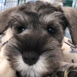 Miniature Schnauzer Puppies from MoonShadows Miniature Schnauzers