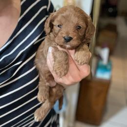 Jasper - Red male Cavapoo puppy in Phoenix, Arizona from Larisa's Cavaliers