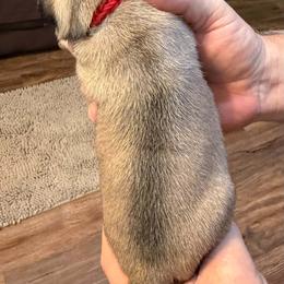 Red Collar - Fawn male Pug puppy in Salem, Oregon from Loda's Pugs