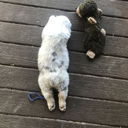 Australian Shepherd Puppies from Soggy Bottom Farms