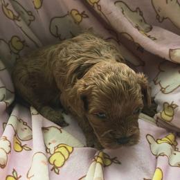 Arctic - Red male Cavapoo puppy in Conklin, Michigan from Lake Michigan Couture Cavapoos & Cockapoos