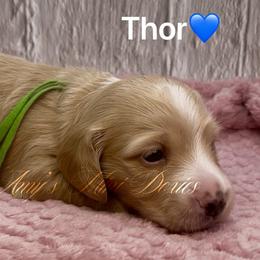 Thor AKC 2850 - Cream male Dachshund puppy in Jena, Louisiana from Amy’s Mini Doxies
