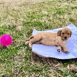 Goldendoodle and Poodle Puppies from Polly Wally Poodles and Doodles