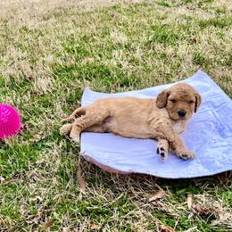 Goldendoodle and Poodle Puppies from Polly Wally Poodles and Doodles
