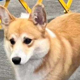 Marty McFly - Pembroke Welsh Corgi