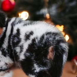 Australian Shepherds and Golden Retrievers from Dogs of Diamond B