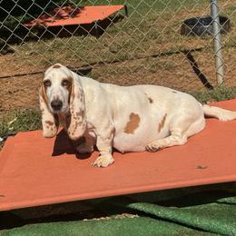 Widdle - Basset Hound