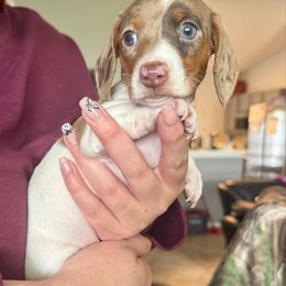 Ahsoka - Piebald female Dachshund puppy in Vero Beach, Florida from Holly’s Mini Weenies