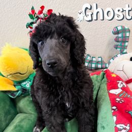 Ghost - Black female Poodle puppy in Nederland, Texas from Lingo Standard Poodles