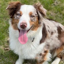 Maizy - Miniature American Shepherd