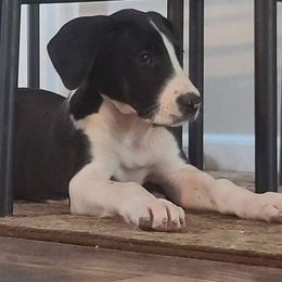 Great Dane Puppies from Black Tie Danes