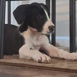 Great Dane Puppies from Black Tie Danes