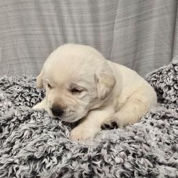 Yellow Male 2 - Yellow male Labrador Retriever puppy in Conway, Missouri from Patton's Triple Pine Farm