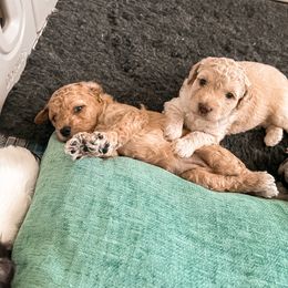 Goldendoodle Puppies from The Dood Effect