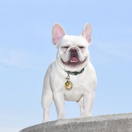 Lady - French Bulldog