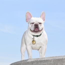 Lady - French Bulldog