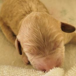 Girl 2 - Apricot female Poodle puppy in Orland, California from Elliott's Elite Puppies