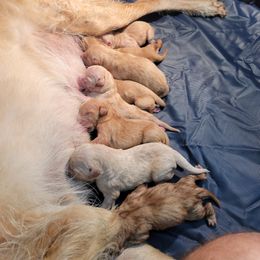 Goldendoodle Puppies from Jesse's Doodles