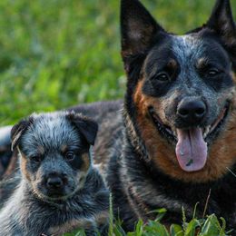American Corgis, Australian Cattle Dogs, Miniature Australian Shepherds, and Pembroke Welsh Corgis from BarHigh711