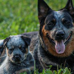 American Corgis, Australian Cattle Dogs, Miniature Australian Shepherds, and Pembroke Welsh Corgis from BarHigh711