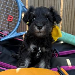 Yellow boy - Black and silver male Miniature Schnauzer puppy in Garrison, Texas from RNH Schnauzers