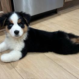 Fi-Fi - Black tri-color female Australian Shepherd puppy in Croswell, Michigan from Hendra Family Aussies