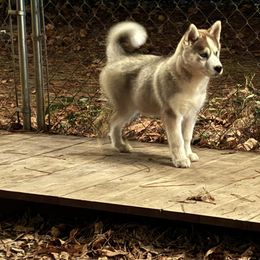Siberian Husky Puppies from WILLIAM HUNDLEY