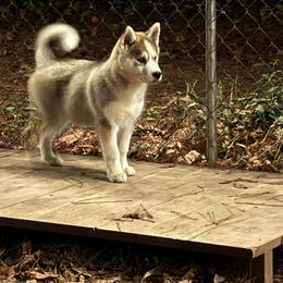 Siberian Husky Puppies from WILLIAM HUNDLEY