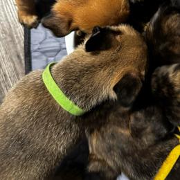 Kimber - Yellow female Dutch Shepherd puppy in Clarksville, Tennessee from Vuurhart Herders