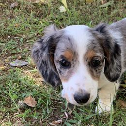 Dachshunds from R&B Dachshunds