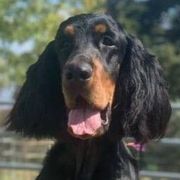 Gordon Setters from Andelle Farms