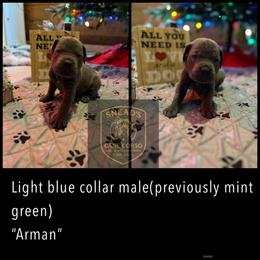 Arman - Gray brindle male Cane Corso puppy in Altoona, Alabama from Snead’s Cane Corso Kennel