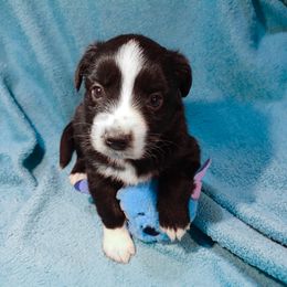 Greta Garbo - Black & white Miniature Australian Shepherd puppy in Cleveland, Ohio from Double Moon