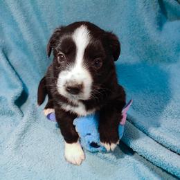 Greta Garbo - Black & white Miniature Australian Shepherd puppy in Cleveland, Ohio from Double Moon