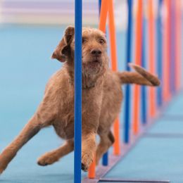 Wirehaired Vizslas from Nemes Wirehaired Vizslas