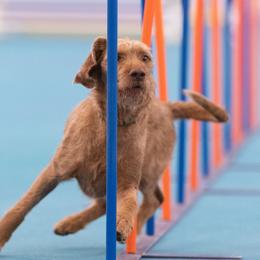 Wirehaired Vizslas from Nemes Wirehaired Vizslas