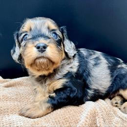 Rory - Merle female Cavapoo puppy in Cameron, South Carolina from Sassy Sailor & Company